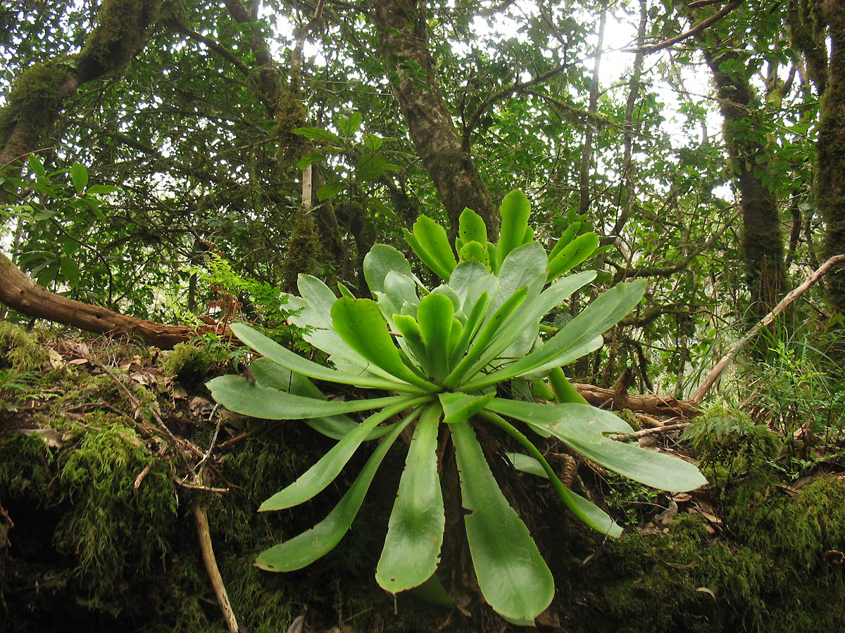 Image of Aeonium cuneatum specimen.