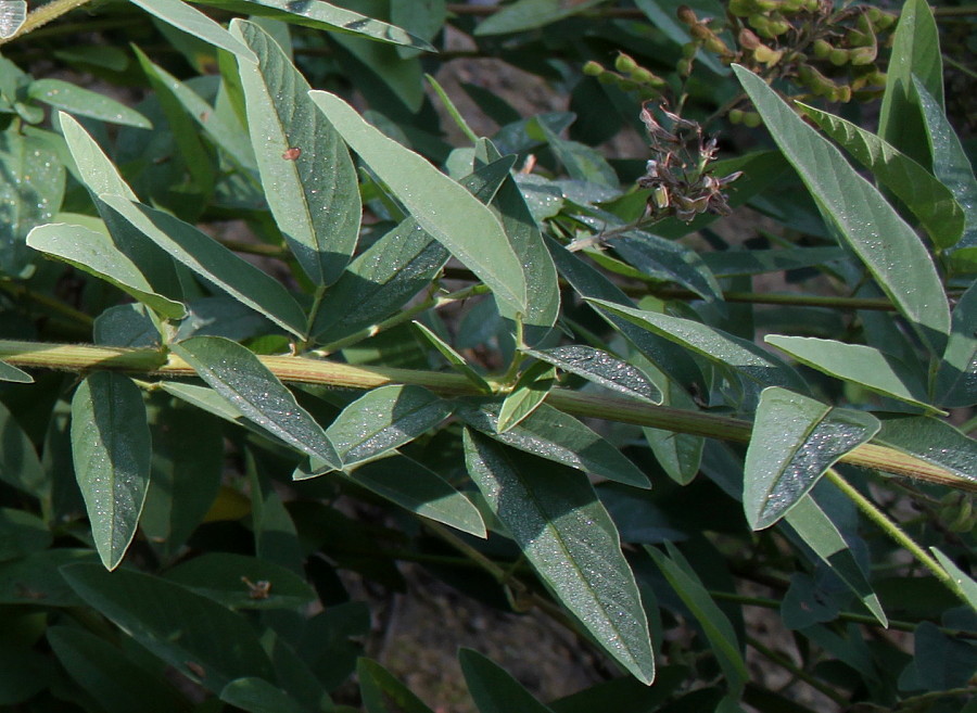 Изображение особи Desmodium obtusum.