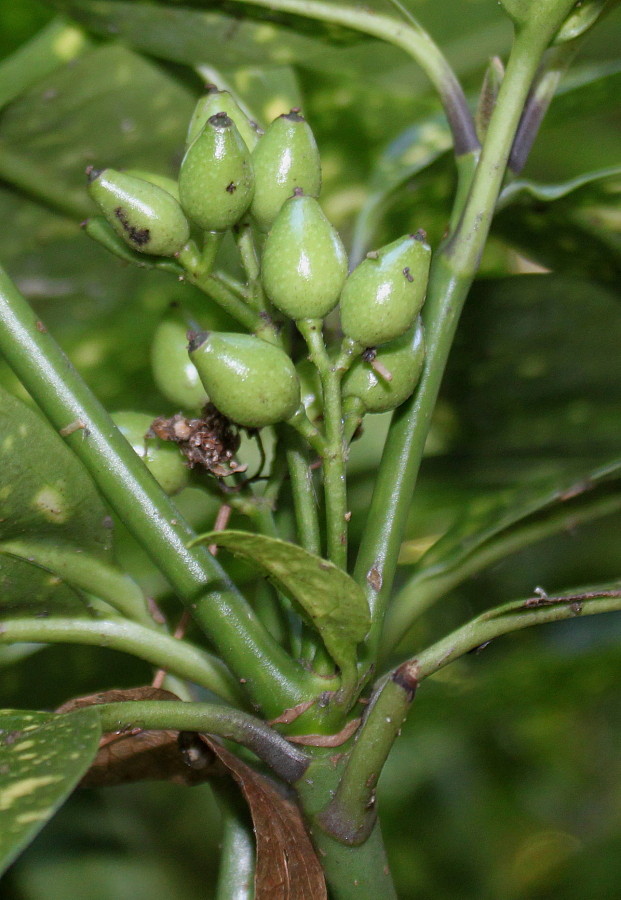 Image of Aucuba japonica specimen.