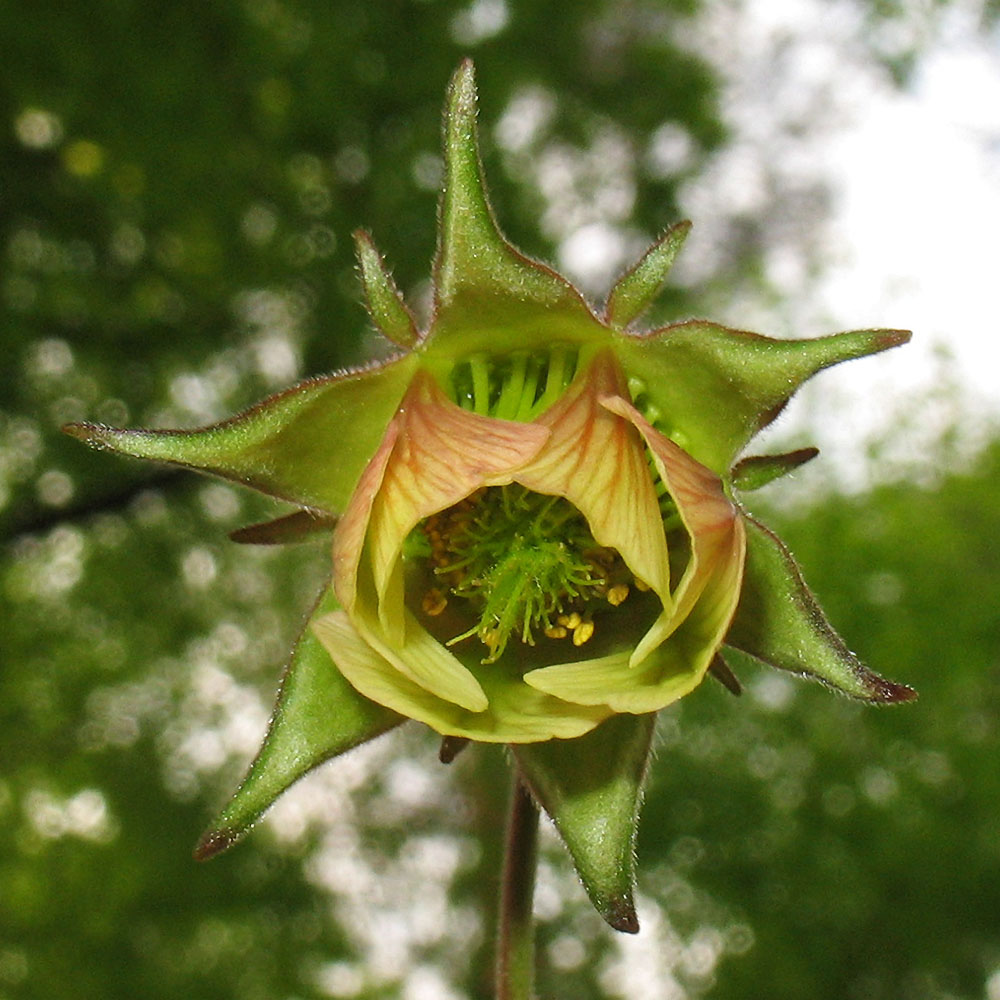 Image of Geum rivale specimen.