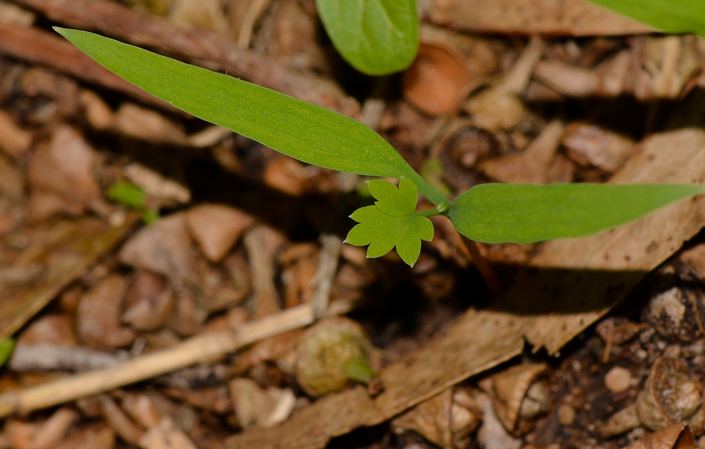 Image of Fumaria capreolata specimen.