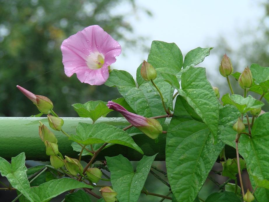 Image of Calystegia spectabilis specimen.