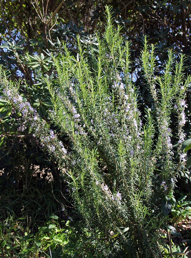 Image of Rosmarinus officinalis specimen.