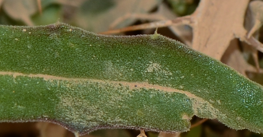 Image of Blepharis attenuata specimen.