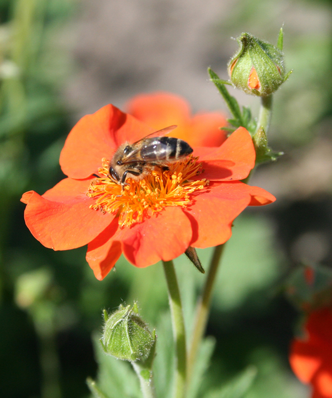 Image of Geum quellyon specimen.