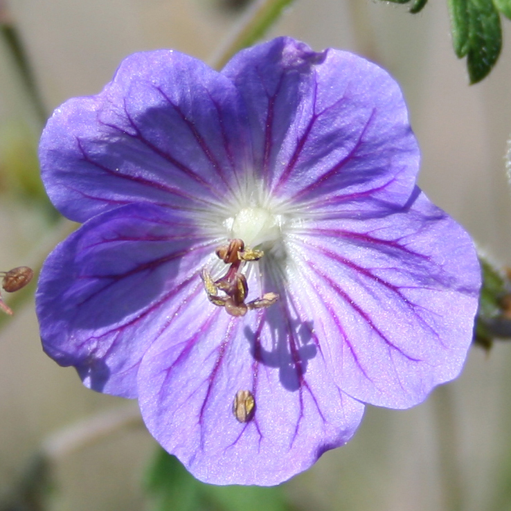 Изображение особи род Geranium.