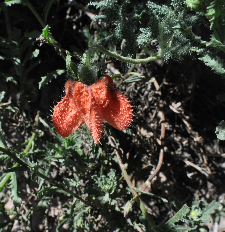 Image of genus Caiophora specimen.