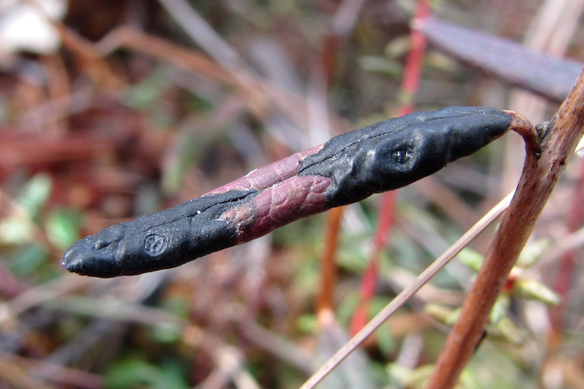 Image of Andromeda polifolia specimen.