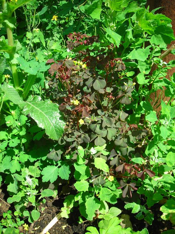 Image of Oxalis stricta specimen.