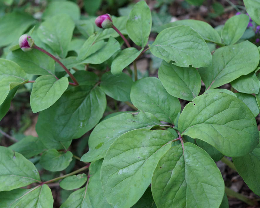 Image of Paeonia caucasica specimen.