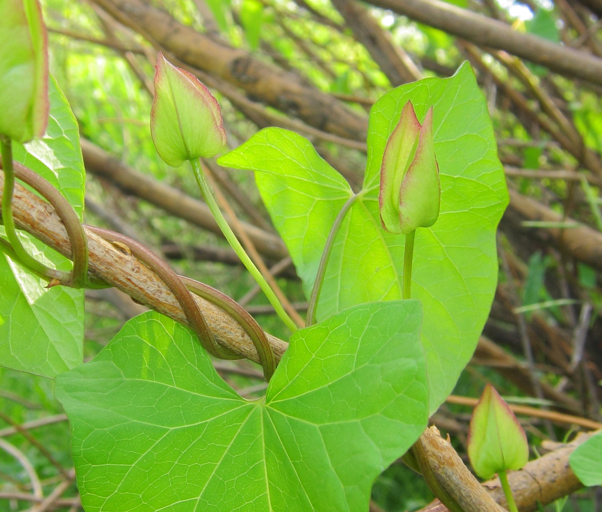 Изображение особи Calystegia sepium.