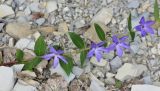 Vinca herbacea. Побег с цветками. Черноморское побережье Кавказа, Новороссийский р-н, близ хут. Камчатка, шибляк. 19 апреля 2014 г.