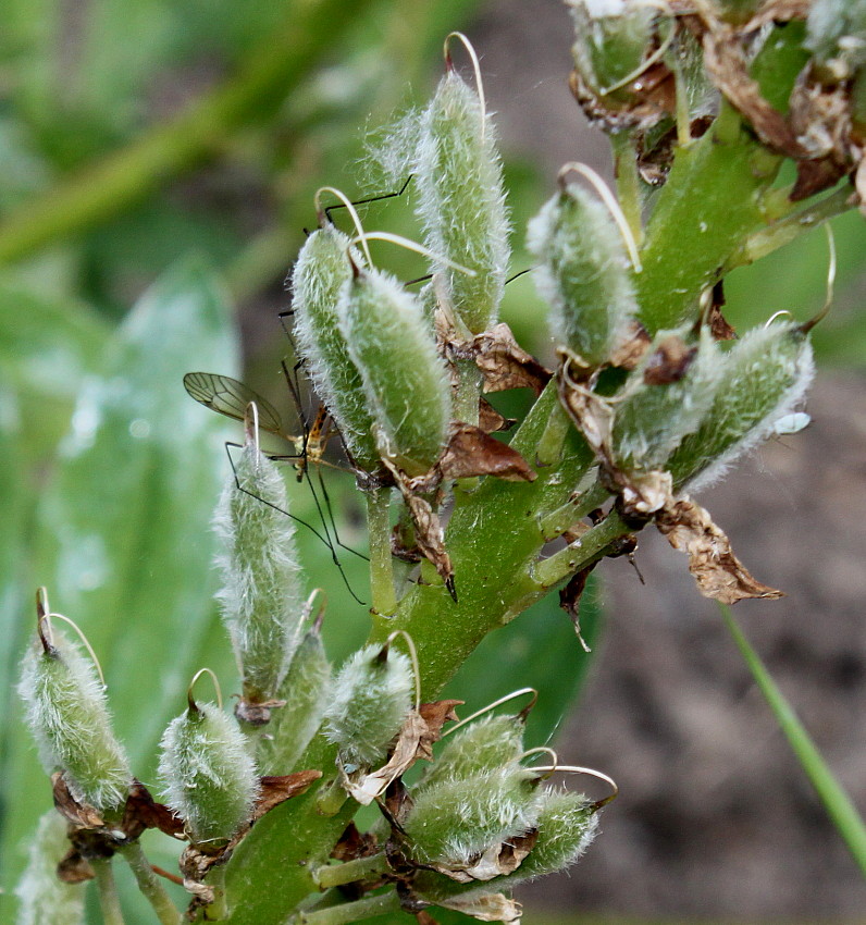 Image of Lupinus polyphyllus specimen.