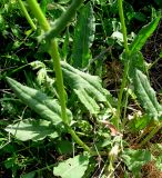 Rumex tuberosus