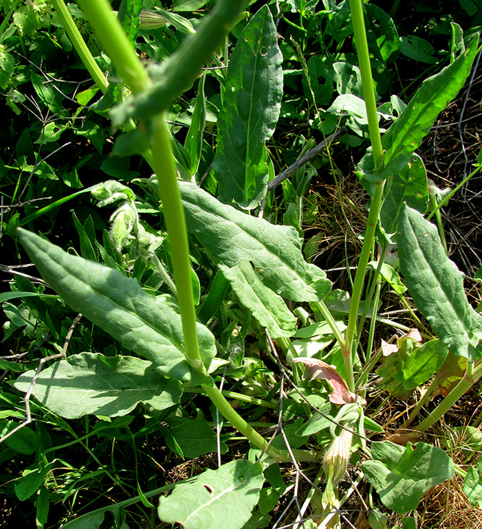 Изображение особи Rumex tuberosus.