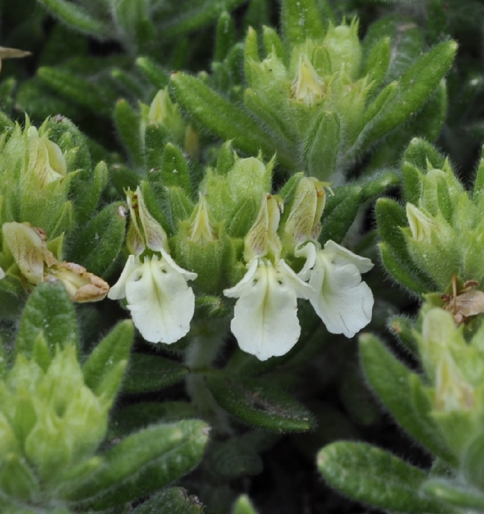 Image of Teucrium montanum ssp. helianthemoides specimen.