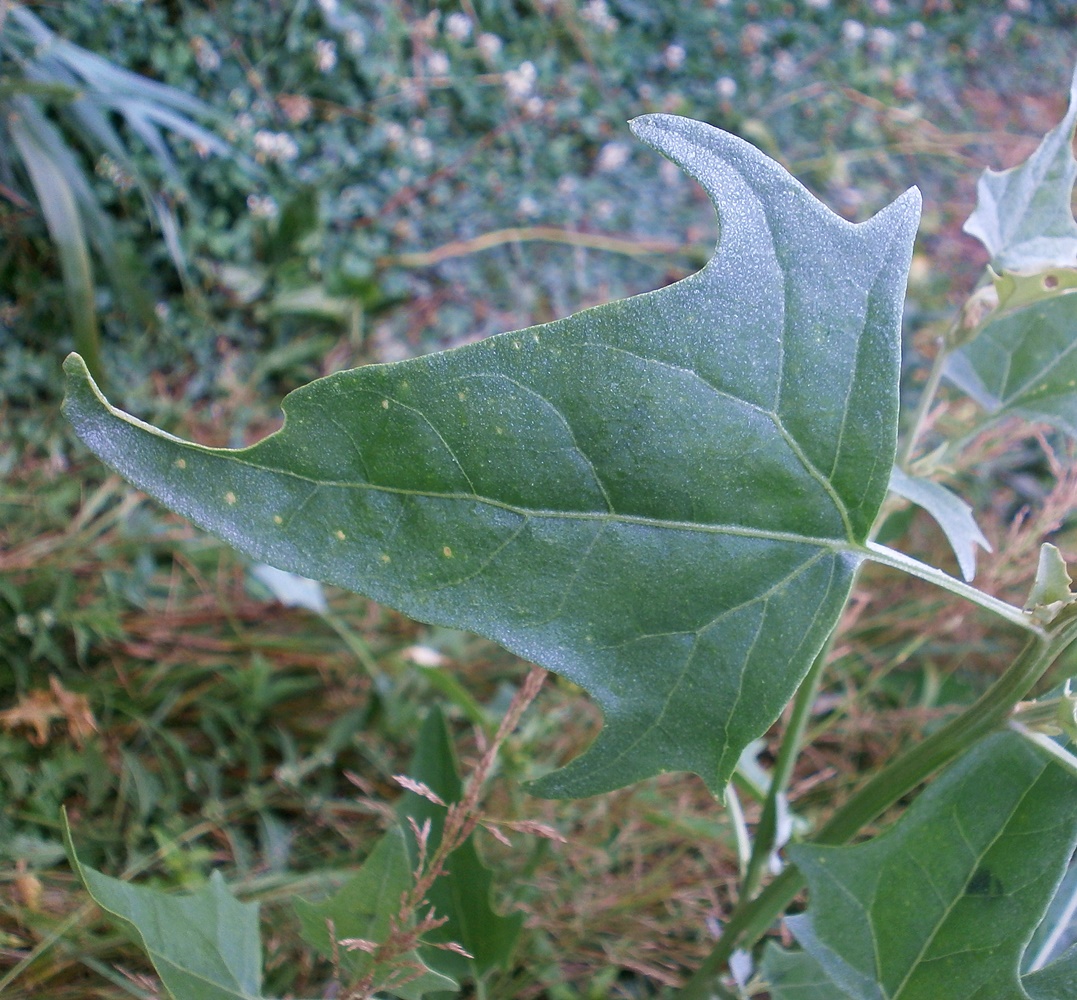 Изображение особи Atriplex micrantha.