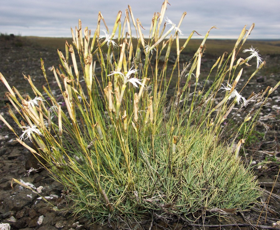 Image of Dianthus klokovii specimen.