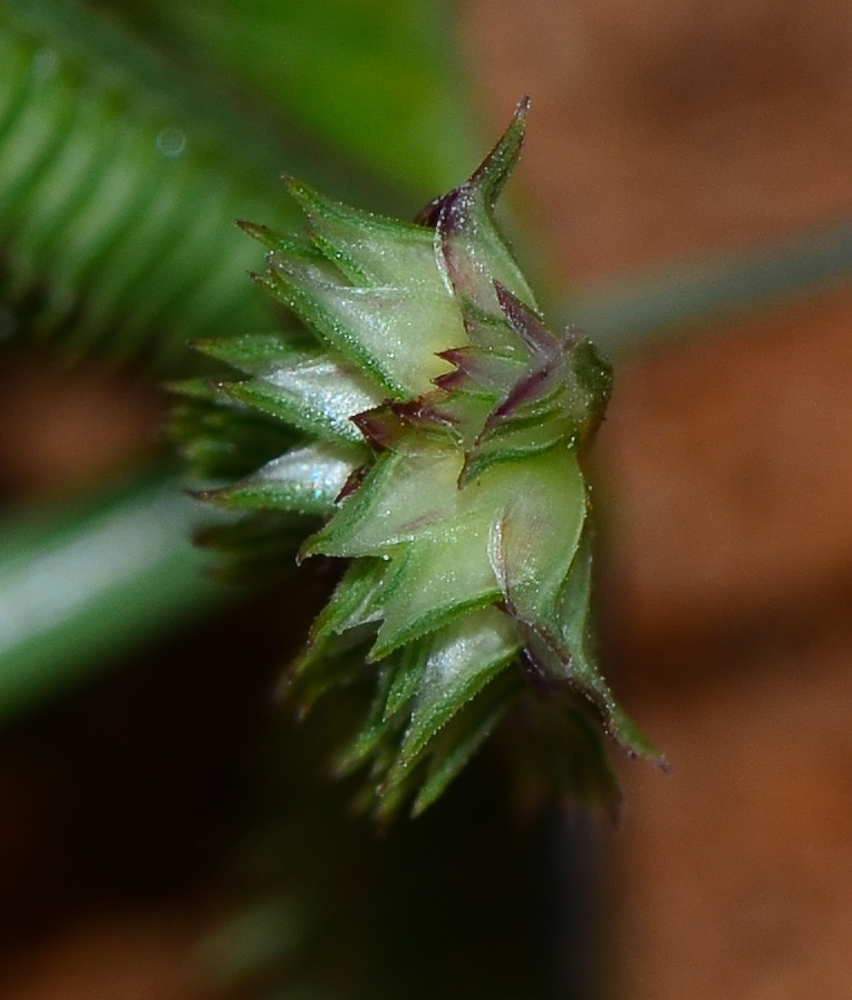 Изображение особи Dactyloctenium aegyptium.