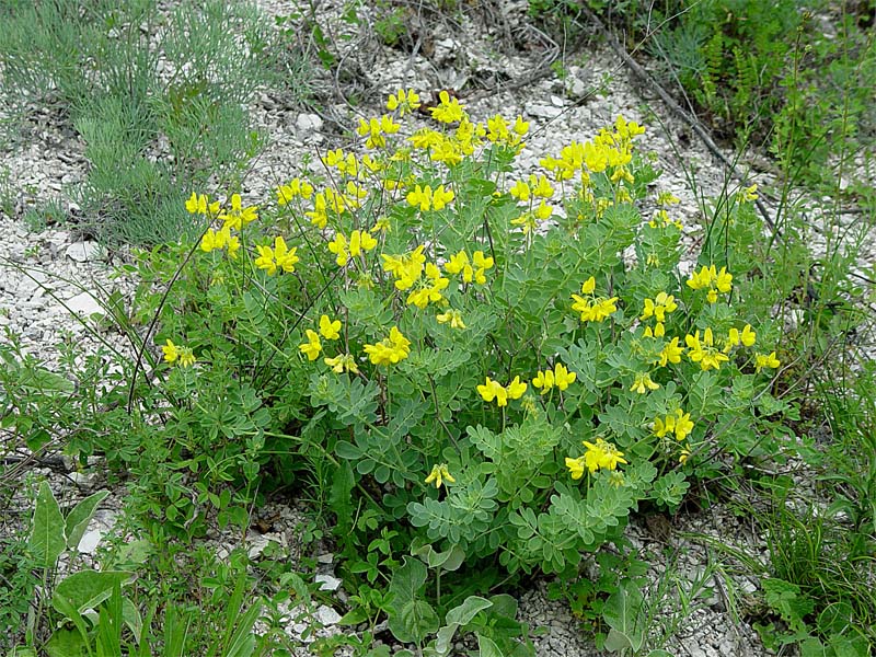 Image of Coronilla coronata specimen.