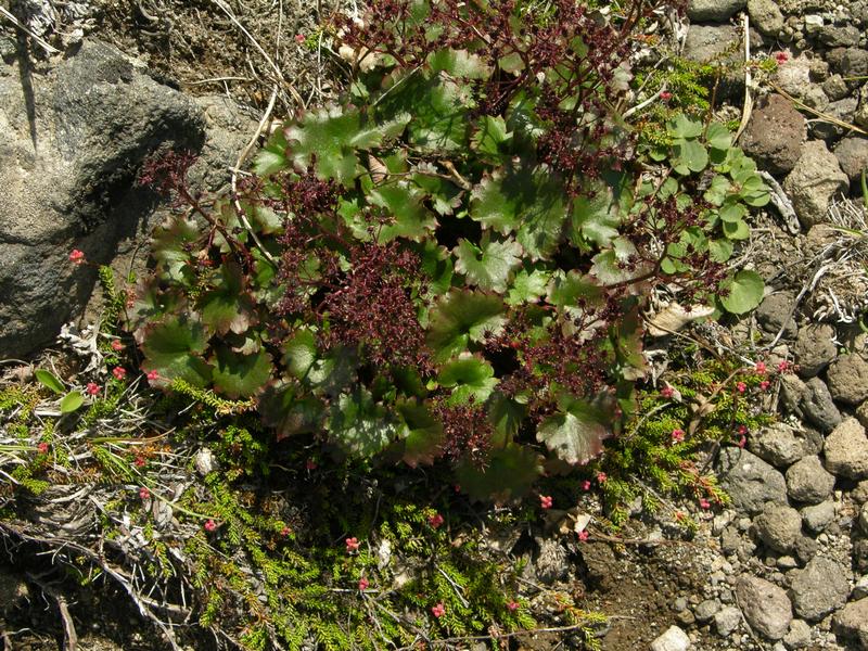 Изображение особи Micranthes purpurascens.