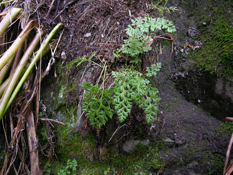 Изображение особи Cryptogramma acrostichoides.