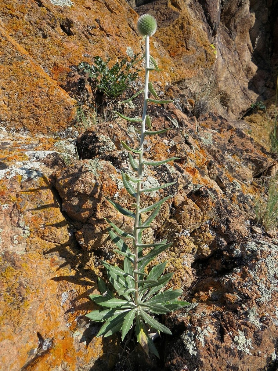 Изображение особи Echinops integrifolius.