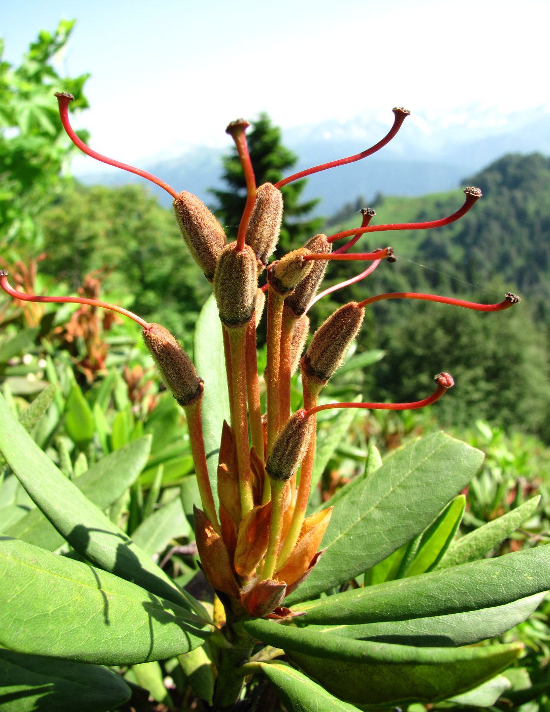 Image of Rhododendron caucasicum specimen.