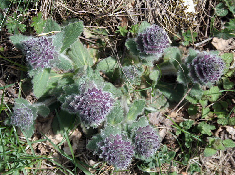 Image of Ajuga orientalis specimen.