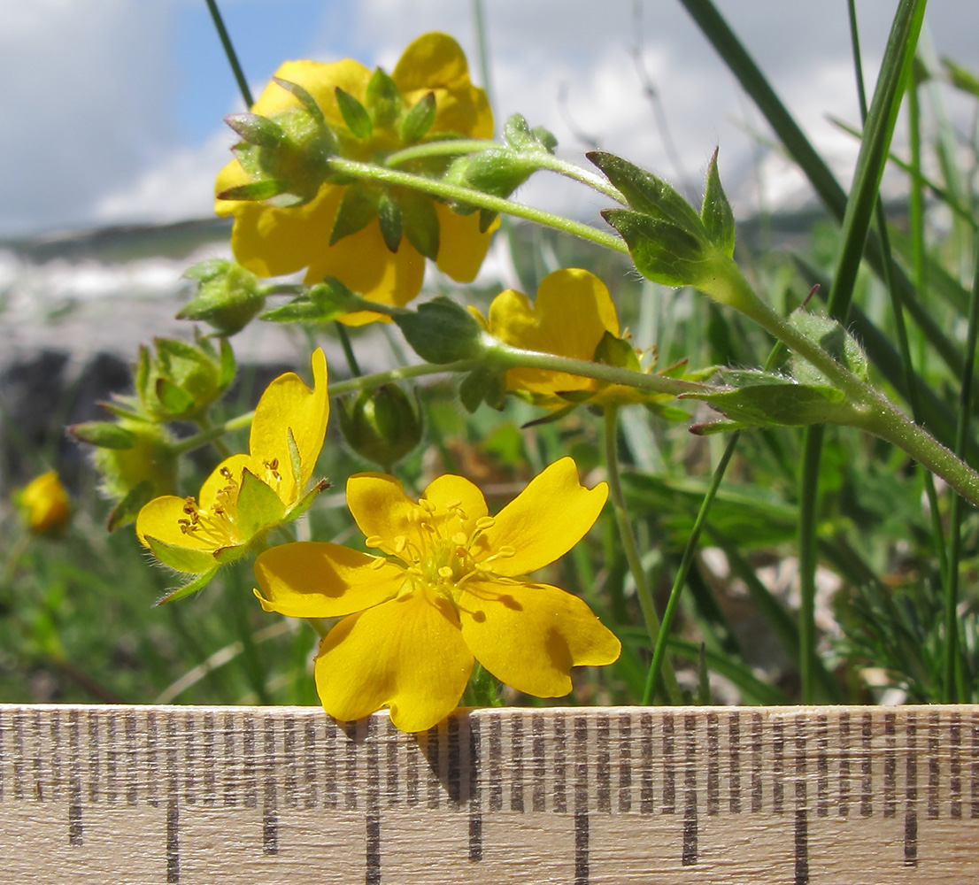 Изображение особи Potentilla crantzii.