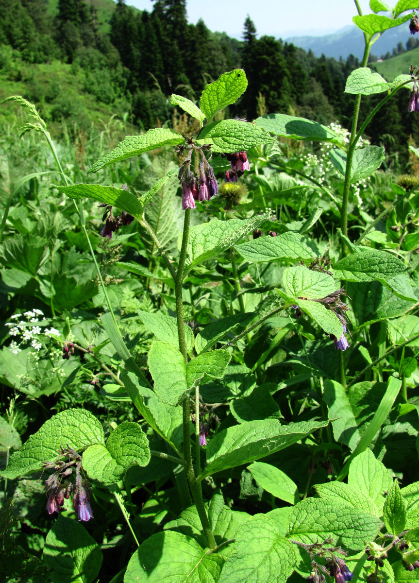 Изображение особи Symphytum asperum.