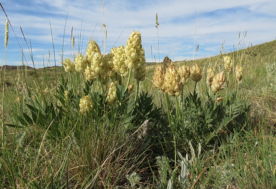 Image of Astragalus follicularis specimen.