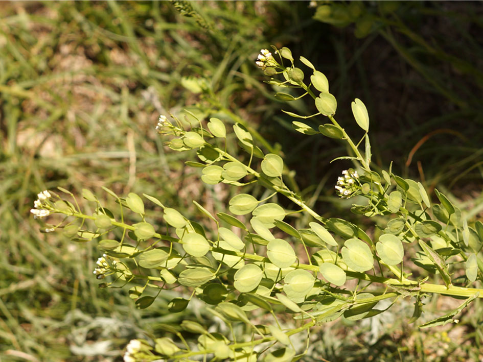 Image of Thlaspi arvense specimen.