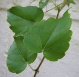 Parthenocissus tricuspidata