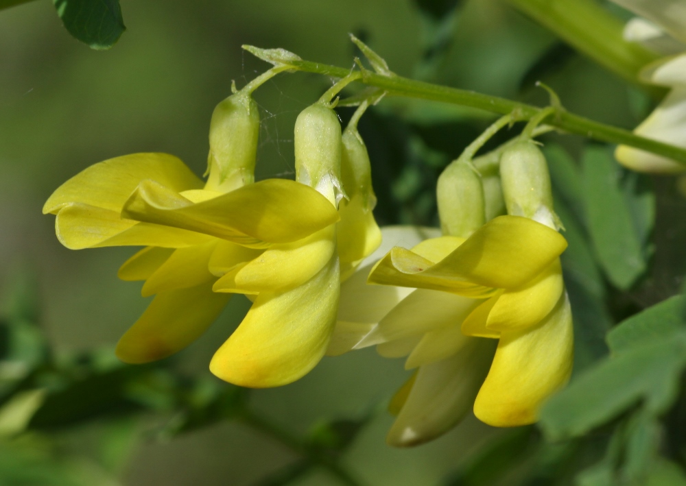 Изображение особи Astragalus chinensis.