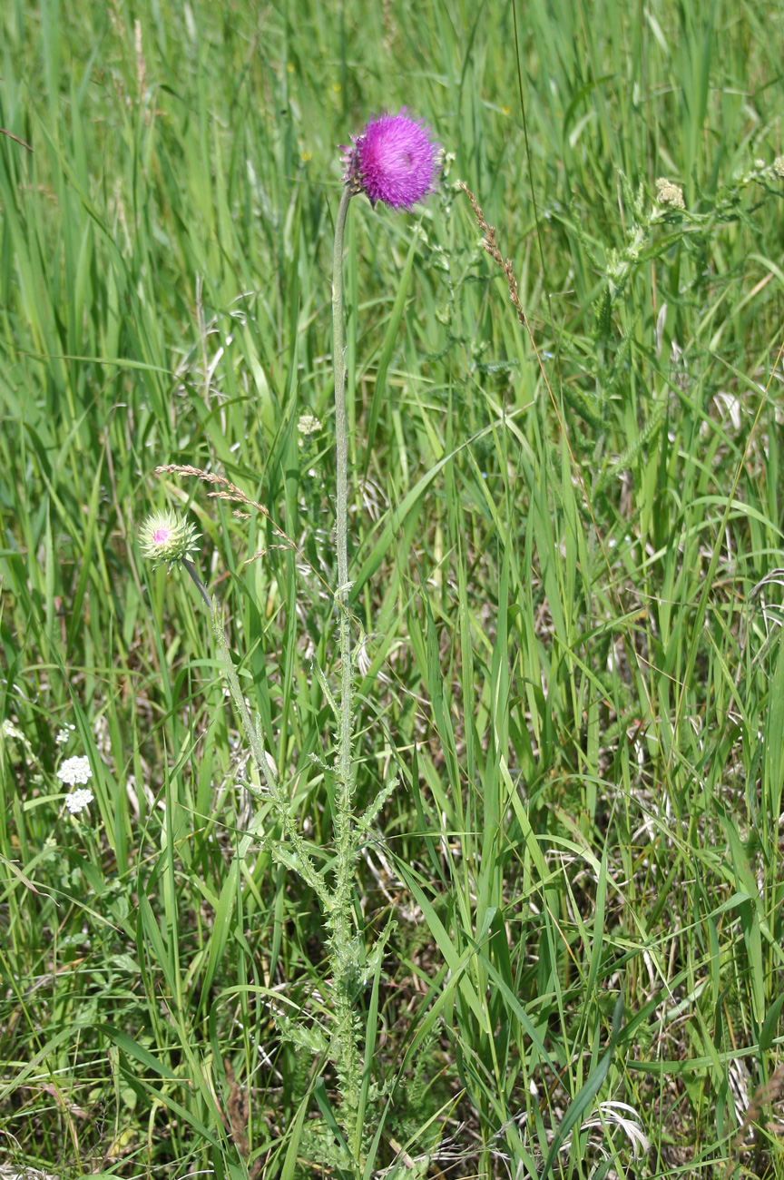 Image of Carduus thoermeri specimen.