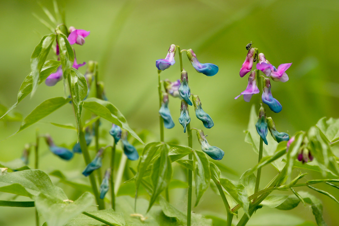 Изображение особи Lathyrus vernus.