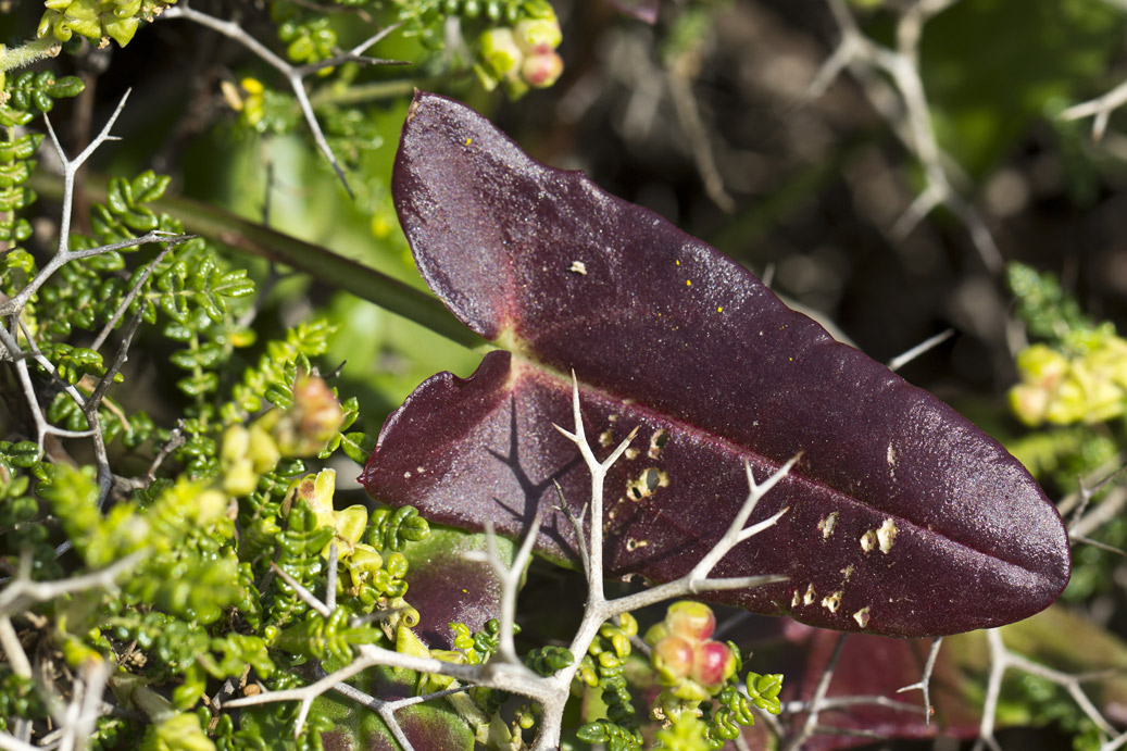 Image of Rumex tuberosus ssp. creticus specimen.