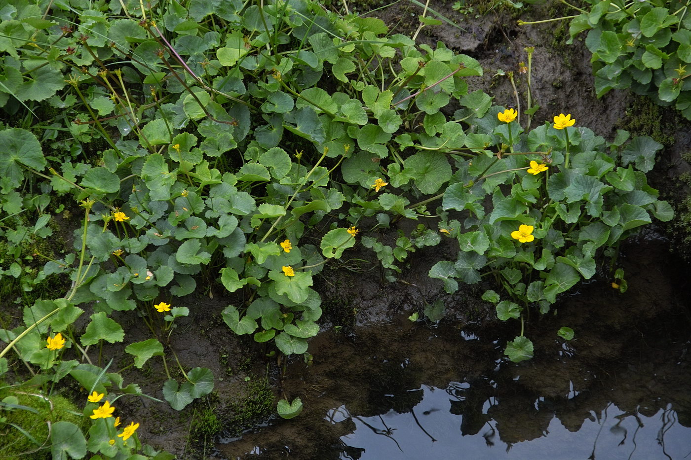 Image of genus Caltha specimen.