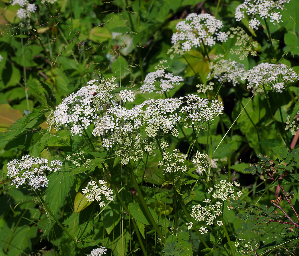 Image of Aegopodium podagraria specimen.