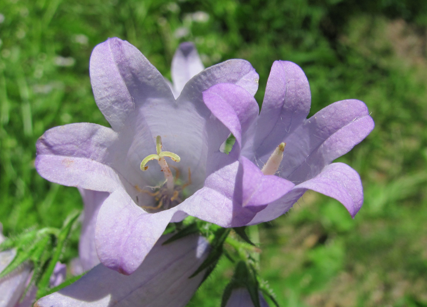 Изображение особи Campanula praealta.