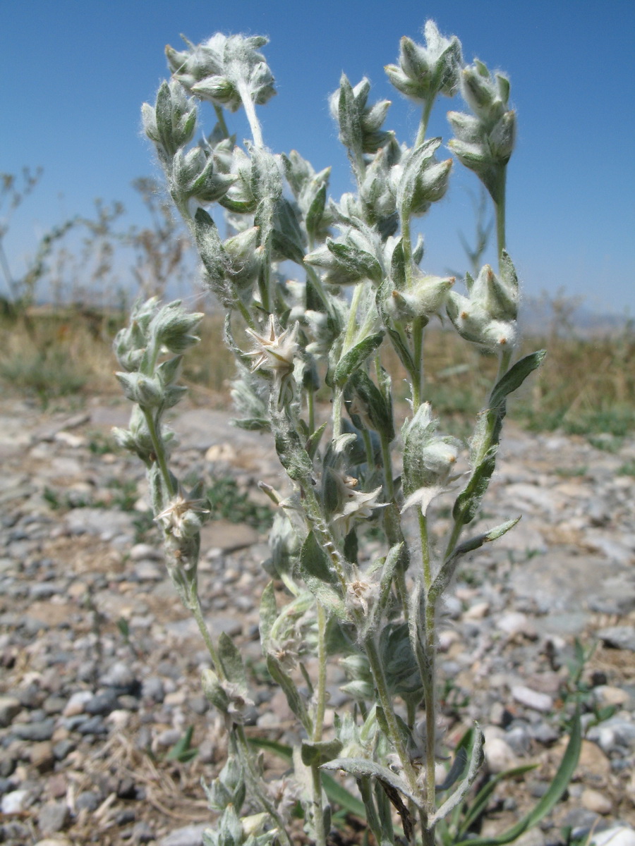 Image of Filago arvensis specimen.