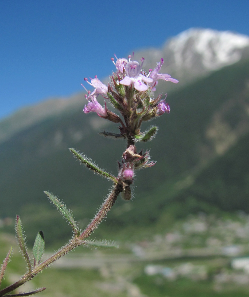 Изображение особи Thymus elisabethae.