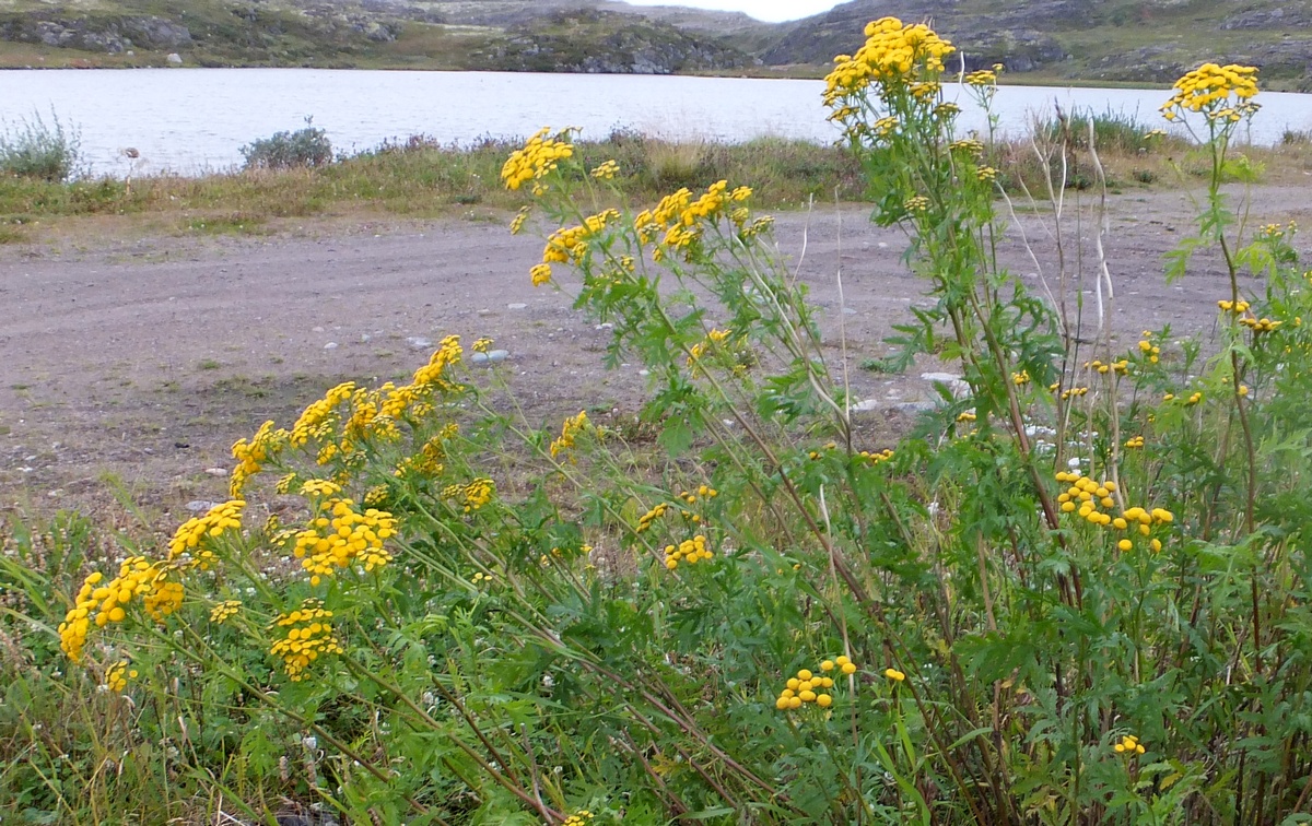 Image of Tanacetum vulgare specimen.