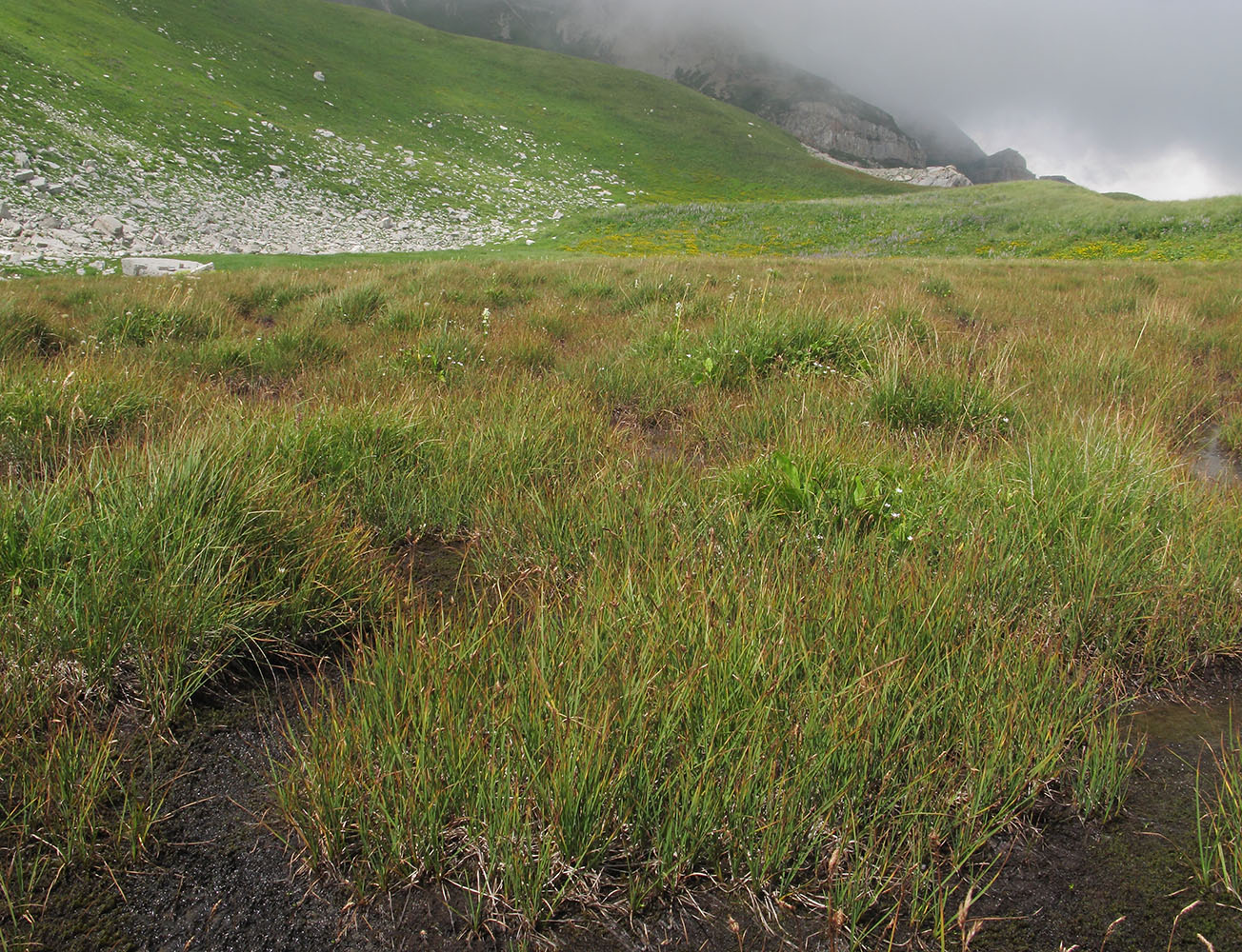 Изображение особи Carex transcaucasica.