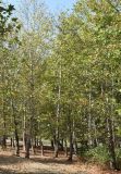 Platanus orientalis. Роща в санитарно-защитной зоне. Узбекистан, г. Ташкент, пос. Улугбек. 08.10.2016.