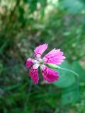 Смотреть изображение Dianthus deltoides