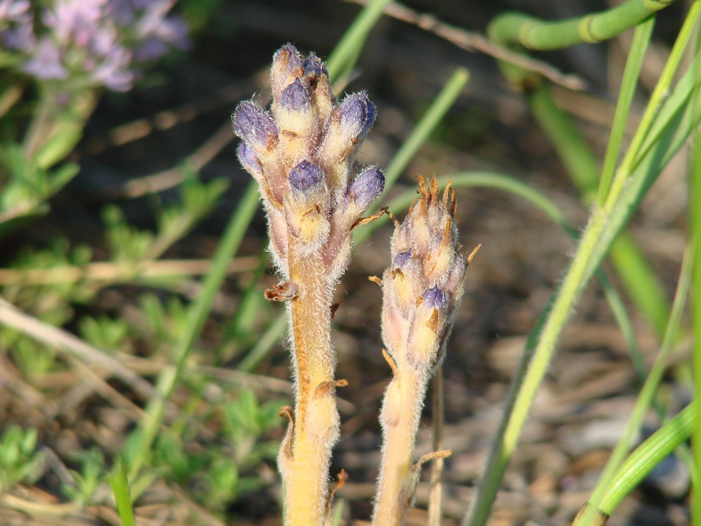 Image of Orobanche coerulescens specimen.