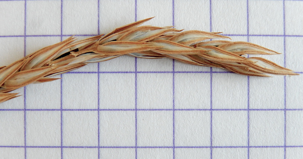 Image of Crucianella angustifolia specimen.