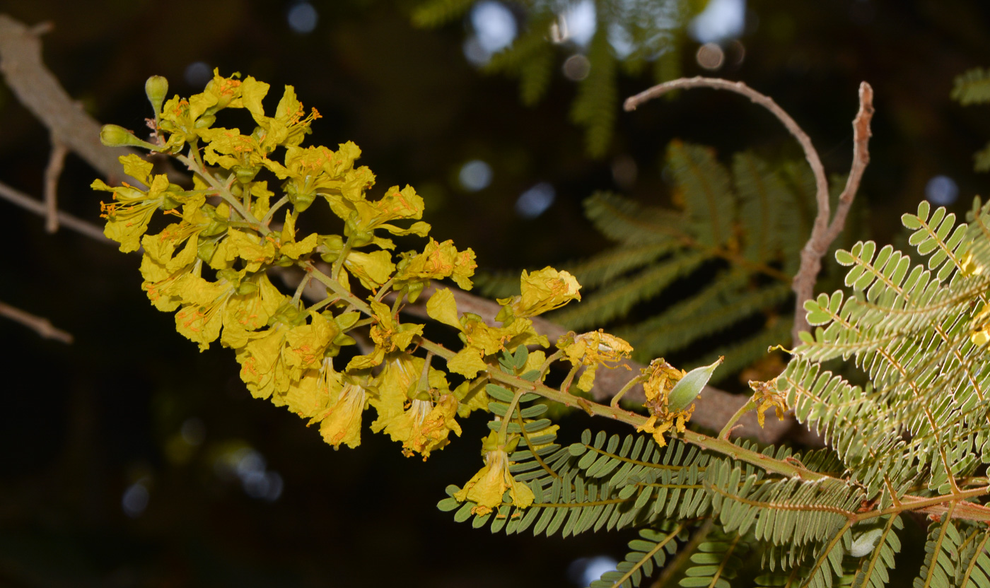 Изображение особи Peltophorum africanum.